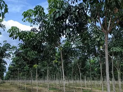 Giống cao su RRIV 209 năm tuổi thứ 3