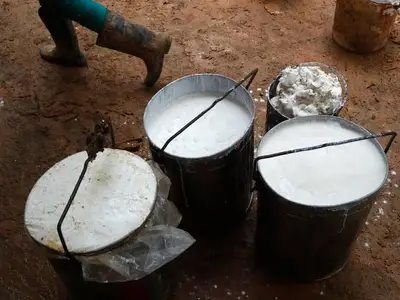 Mủ cao su sau khi khai thác được chứa trong xô