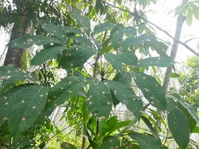 Vườn cao su tại Thái Lan bị ảnh hưởng nặng bởi bệnh Pestalotiopsis