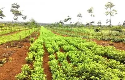 Trồng xen cây đậu (lạc) trên vườn cao su kiến thiết cơ bản