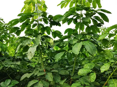 Vườn nhân giống cao su RRIV 106, góc nhìn khác