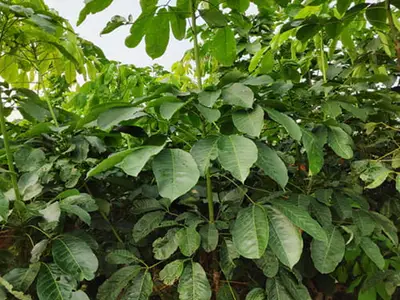 Vườn nhân giống cao su RRIV 103