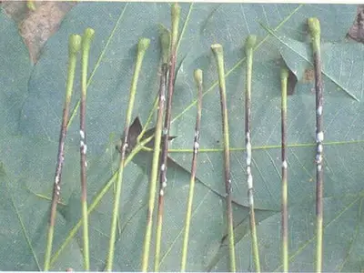 Bệnh rụng lá mùa mưa trên cây cao su
