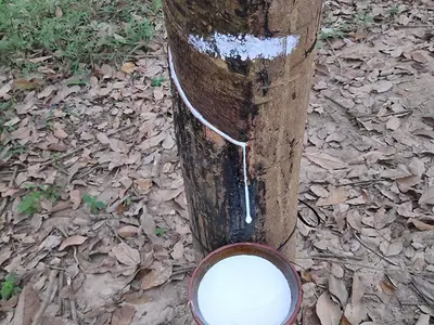 Mủ giống cao su RRIV 106
