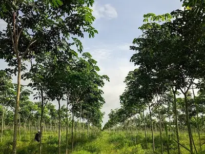 Cây cao su RRIV 103 năm thứ 3
