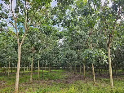 Vườn cao su RRIV 209 trồng năm 2020 tại Dầu Tiếng