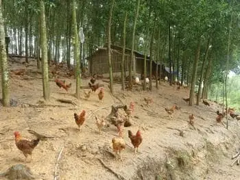 Mô hình nuôi gà thả dưới tán vườn cây cao su