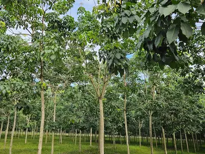 Vườn cao su RRIV 209 trồng năm 2020 tại Dầu Tiếng, góc nhìn khác