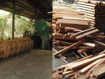 Xử lý gỗ cao su nguyên liệu