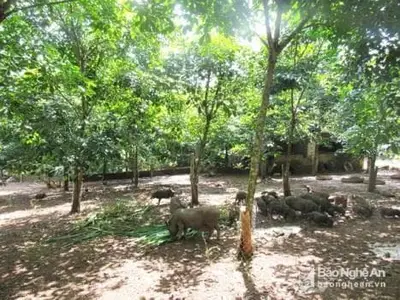 Mô hình nuôi lợn mán dưới tán cây cao su