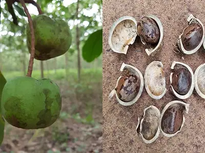 Trái và hạt cây cao su