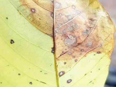 Triệu chứng bệnh Corynespora dạng xương cá dọc gân lá cao su