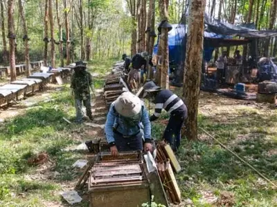 Mô hình nuôi ong lấy mật trong vườn cây cao su mùa hoa nở