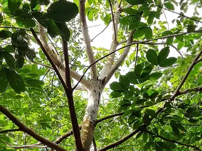 Bệnh nấm hồng trên cây cao su