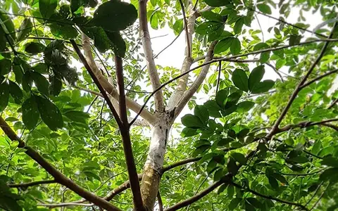 Vết bệnh nấm hồng màu hồng đặc trưng trên cành cây cao su